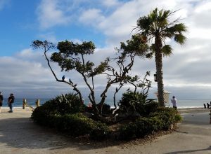 Arbor Day Celebration Laguna Beach